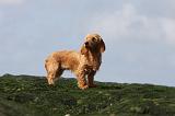 BASSET FAUVE DE BRETAGNE 013